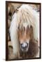 Shetland Pony on the Island of Unst, Part of the Shetland Islands in Scotland-Martin Zwick-Framed Photographic Print