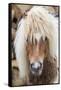 Shetland Pony on the Island of Unst, Part of the Shetland Islands in Scotland-Martin Zwick-Framed Stretched Canvas