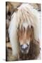 Shetland Pony on the Island of Unst, Part of the Shetland Islands in Scotland-Martin Zwick-Stretched Canvas