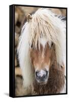 Shetland Pony on the Island of Unst, Part of the Shetland Islands in Scotland-Martin Zwick-Framed Stretched Canvas