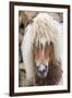 Shetland Pony on the Island of Unst, Part of the Shetland Islands in Scotland-Martin Zwick-Framed Photographic Print