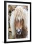 Shetland Pony on the Island of Unst, Part of the Shetland Islands in Scotland-Martin Zwick-Framed Photographic Print