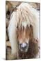 Shetland Pony on the Island of Unst, Part of the Shetland Islands in Scotland-Martin Zwick-Mounted Photographic Print