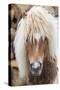 Shetland Pony on the Island of Unst, Part of the Shetland Islands in Scotland-Martin Zwick-Stretched Canvas