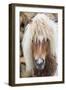 Shetland Pony on the Island of Unst, Part of the Shetland Islands in Scotland-Martin Zwick-Framed Photographic Print