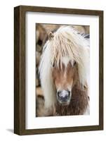 Shetland Pony on the Island of Unst, Part of the Shetland Islands in Scotland-Martin Zwick-Framed Photographic Print