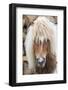 Shetland Pony on the Island of Unst, Part of the Shetland Islands in Scotland-Martin Zwick-Framed Photographic Print