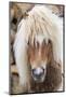 Shetland Pony on the Island of Unst, Part of the Shetland Islands in Scotland-Martin Zwick-Mounted Photographic Print