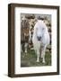 Shetland Pony on the Island of Unst, Part of the Shetland Islands in Scotland-Martin Zwick-Framed Photographic Print