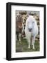 Shetland Pony on the Island of Unst, Part of the Shetland Islands in Scotland-Martin Zwick-Framed Photographic Print