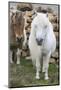 Shetland Pony on the Island of Unst, Part of the Shetland Islands in Scotland-Martin Zwick-Mounted Photographic Print