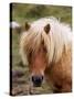 Shetland Pony, Shetland Islands, Scotland, United Kingdom, Europe-Patrick Dieudonne-Stretched Canvas