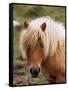 Shetland Pony, Shetland Islands, Scotland, United Kingdom, Europe-Patrick Dieudonne-Framed Stretched Canvas