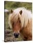 Shetland Pony, Shetland Islands, Scotland, United Kingdom, Europe-Patrick Dieudonne-Stretched Canvas