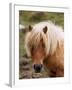 Shetland Pony, Shetland Islands, Scotland, United Kingdom, Europe-Patrick Dieudonne-Framed Photographic Print