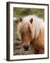 Shetland Pony, Shetland Islands, Scotland, United Kingdom, Europe-Patrick Dieudonne-Framed Photographic Print