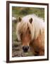 Shetland Pony, Shetland Islands, Scotland, United Kingdom, Europe-Patrick Dieudonne-Framed Photographic Print