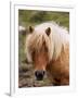 Shetland Pony, Shetland Islands, Scotland, United Kingdom, Europe-Patrick Dieudonne-Framed Photographic Print