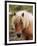 Shetland Pony, Shetland Islands, Scotland, United Kingdom, Europe-Patrick Dieudonne-Framed Photographic Print