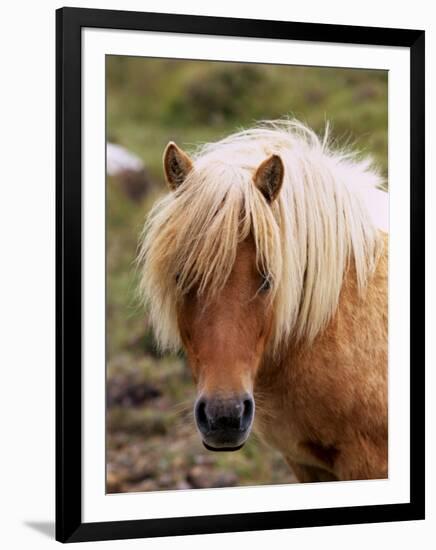 Shetland Pony, Shetland Islands, Scotland, United Kingdom, Europe-Patrick Dieudonne-Framed Photographic Print