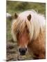 Shetland Pony, Shetland Islands, Scotland, United Kingdom, Europe-Patrick Dieudonne-Mounted Photographic Print