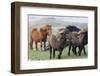 Shetland Pony, Shetland islands, Scotland.-Martin Zwick-Framed Photographic Print