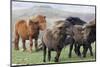 Shetland Pony, Shetland islands, Scotland.-Martin Zwick-Mounted Photographic Print