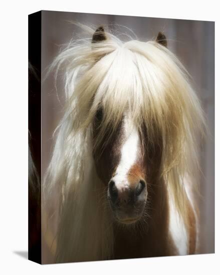 Shetland Pony-Melanie Snowhite-Stretched Canvas