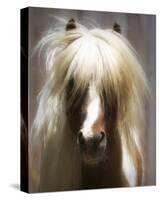 Shetland Pony-Melanie Snowhite-Stretched Canvas
