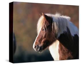 Shetland pony-null-Stretched Canvas