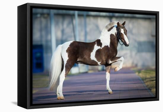 Shetland Pony.-Alexia Khruscheva-Framed Stretched Canvas