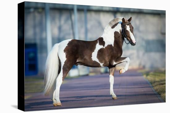 Shetland Pony.-Alexia Khruscheva-Stretched Canvas