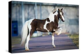 Shetland Pony.-Alexia Khruscheva-Stretched Canvas