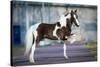 Shetland Pony.-Alexia Khruscheva-Stretched Canvas