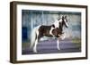 Shetland Pony.-Alexia Khruscheva-Framed Photographic Print