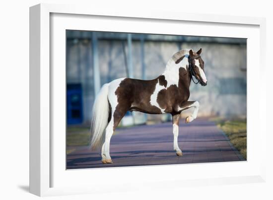 Shetland Pony.-Alexia Khruscheva-Framed Photographic Print