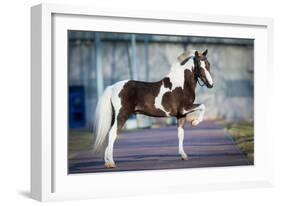 Shetland Pony.-Alexia Khruscheva-Framed Photographic Print