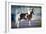 Shetland Pony.-Alexia Khruscheva-Framed Photographic Print