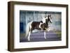 Shetland Pony.-Alexia Khruscheva-Framed Photographic Print