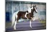 Shetland Pony.-Alexia Khruscheva-Mounted Photographic Print