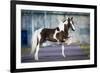 Shetland Pony.-Alexia Khruscheva-Framed Photographic Print