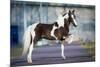 Shetland Pony.-Alexia Khruscheva-Mounted Photographic Print