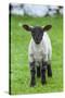 Shetland Sheep, a hardy breed of the Northern Isles in Scotland.-Martin Zwick-Stretched Canvas