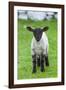 Shetland Sheep, a hardy breed of the Northern Isles in Scotland.-Martin Zwick-Framed Photographic Print
