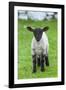 Shetland Sheep, a hardy breed of the Northern Isles in Scotland.-Martin Zwick-Framed Photographic Print