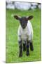 Shetland Sheep, a hardy breed of the Northern Isles in Scotland.-Martin Zwick-Mounted Photographic Print