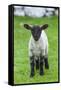 Shetland Sheep, a hardy breed of the Northern Isles in Scotland.-Martin Zwick-Framed Stretched Canvas