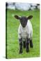 Shetland Sheep, a hardy breed of the Northern Isles in Scotland.-Martin Zwick-Stretched Canvas