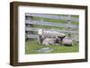 Shetland Sheep, a hardy breed of the Northern Isles in Scotland.-Martin Zwick-Framed Photographic Print