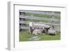 Shetland Sheep, a hardy breed of the Northern Isles in Scotland.-Martin Zwick-Framed Photographic Print